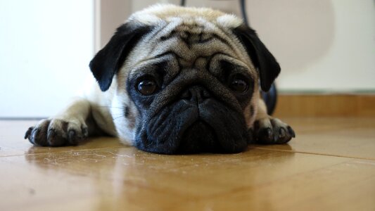 Purebred portrait pup