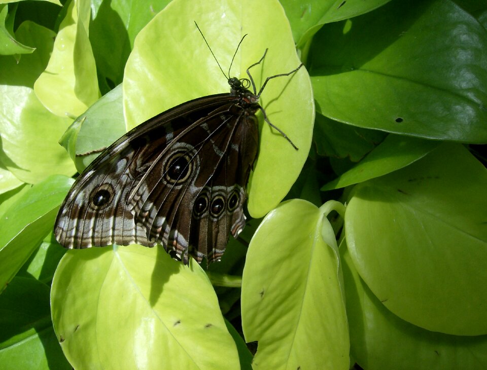 Insect wildlife