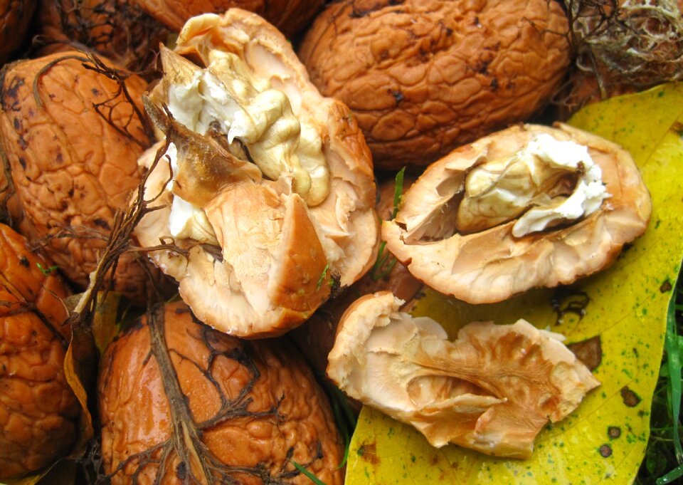 Nut shell nature