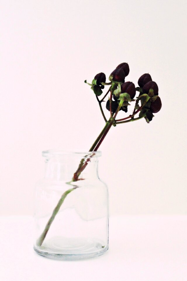 Plant transparent decoration