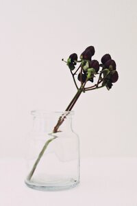 Plant transparent decoration photo