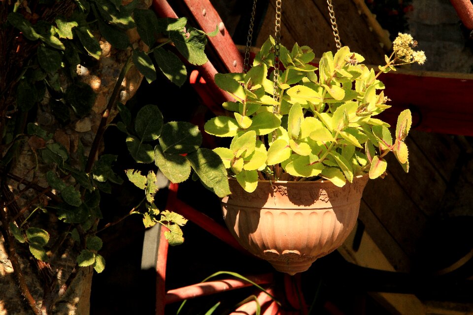 Light green ornamental plant