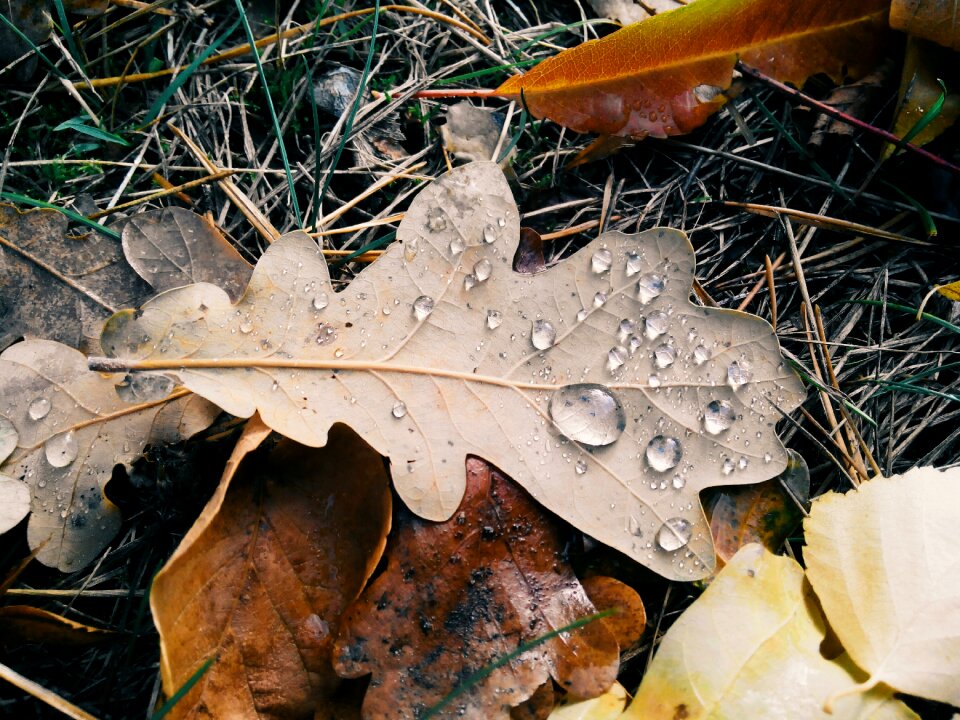 Macro autumn leaf nature
