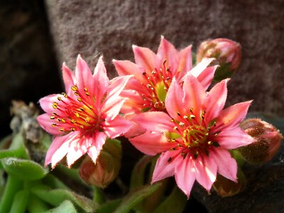 Plant pink close up photo