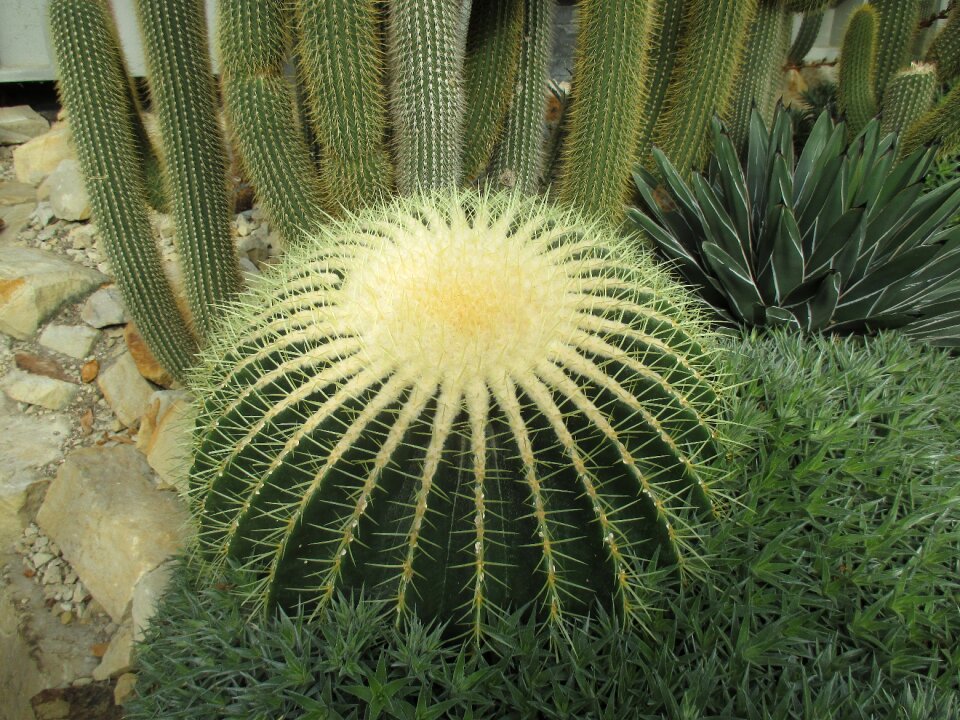 Cactus greenhouse flora