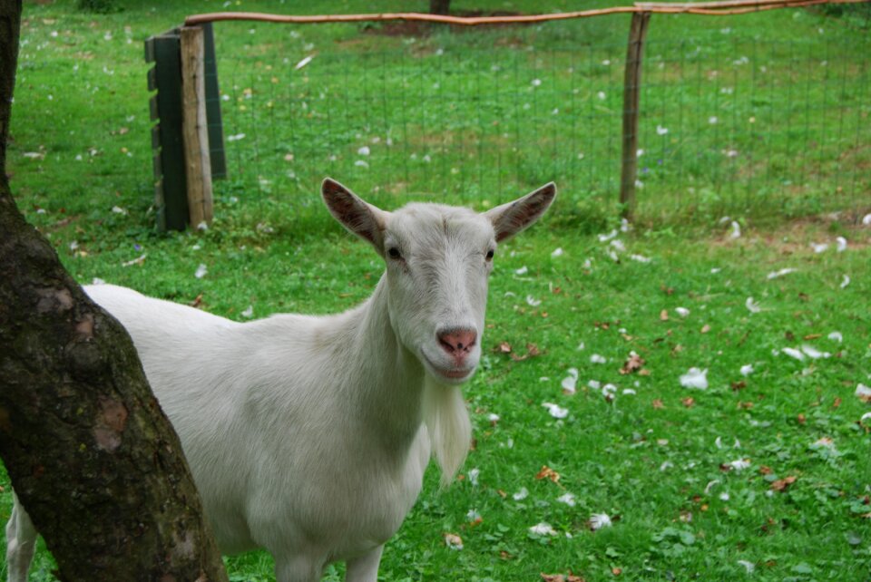 Meadow mammal goats