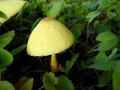 Cap fungus nature photo