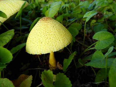 Cap fungus nature