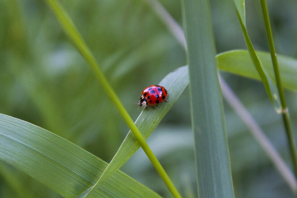 Nature bug macro