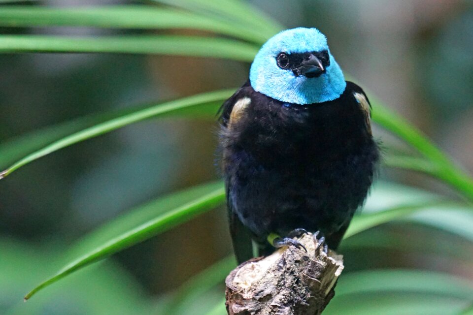 Tanager rainforest animals