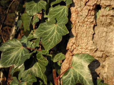 Common ivy entwine bark photo