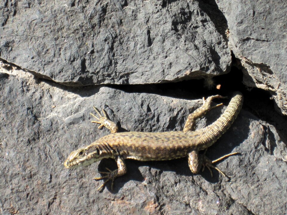 Reptile wall stones