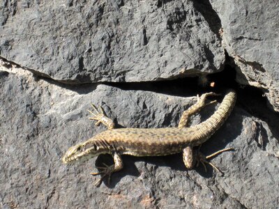 Reptile wall stones