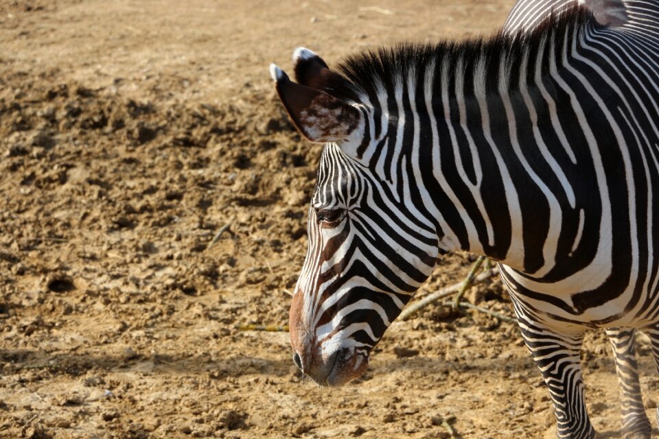 Stripes earth zoo
