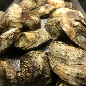 Food shellfish raw photo