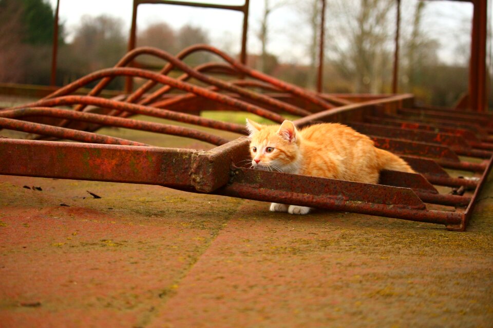 Cat baby red mackerel tabby young cat