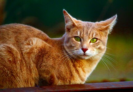 Breed cat tiger cat cat's eyes photo