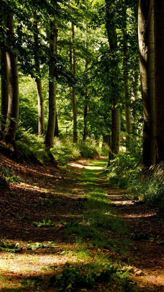 Trail hiking tree
