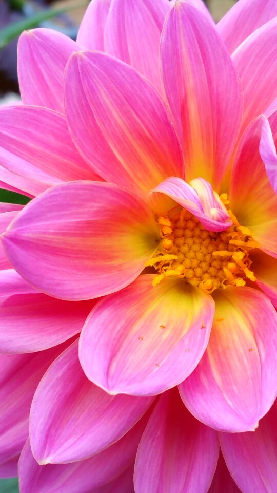 Flower blossom bloom