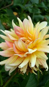 Yellow flowers nature plant