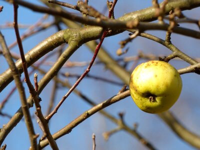 Fruit branches tree