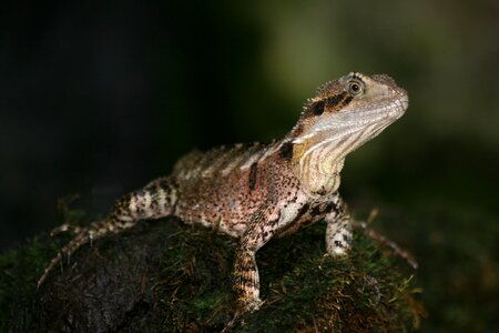 Water dragon queensland