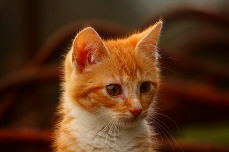 Cat portrait cat baby red cat