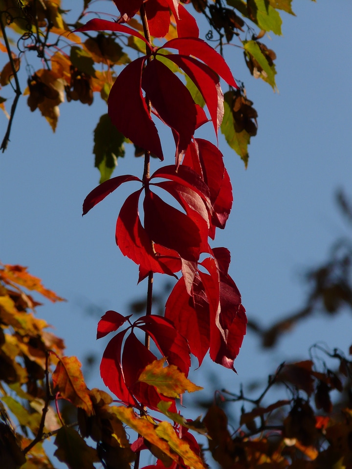 Red autumn ordinary jungfernrebe