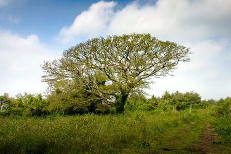 Green nature sky photo