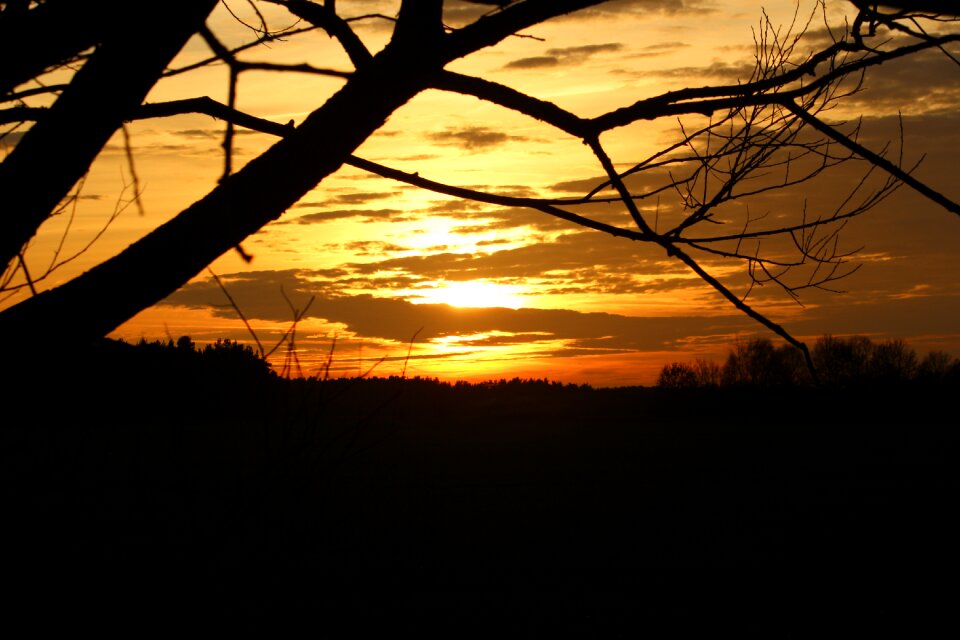 Tree abendstimmung sky
