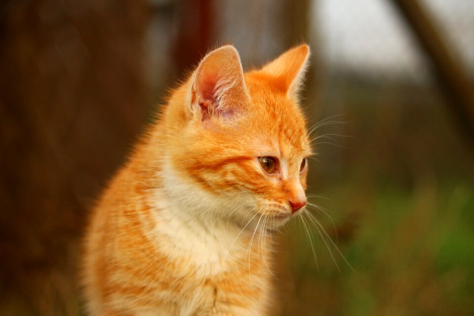Cat baby red cat young cat