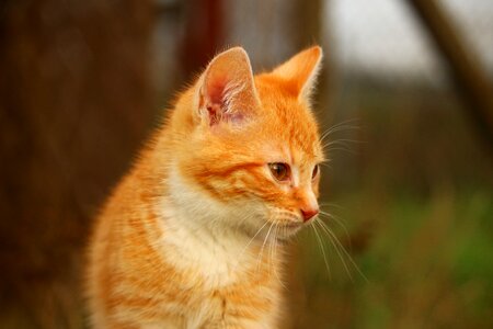Cat baby red cat young cat
