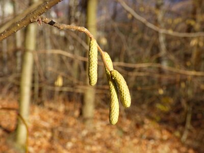 Sprig tree closeup