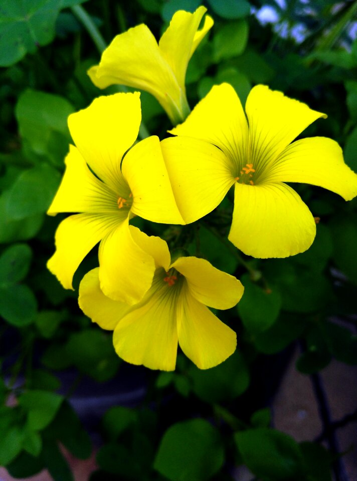 Petals pistil garden