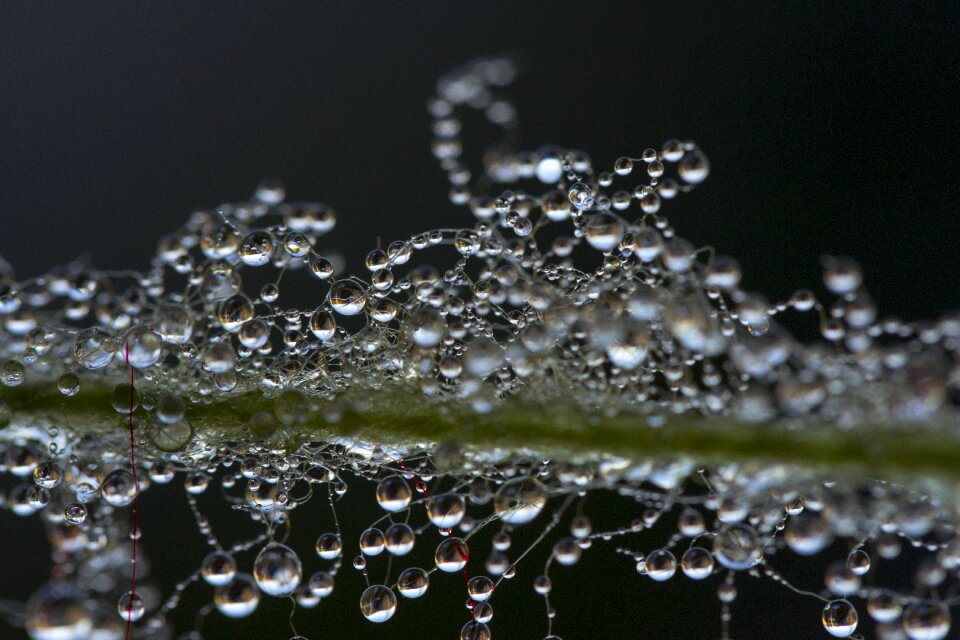 A drop of water the dew pearl