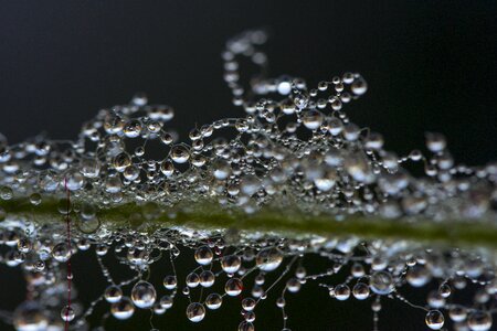 A drop of water the dew pearl photo