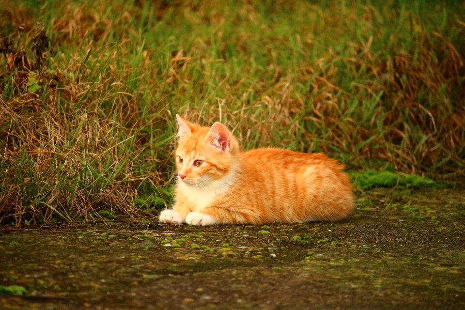Cat baby red cat young cat