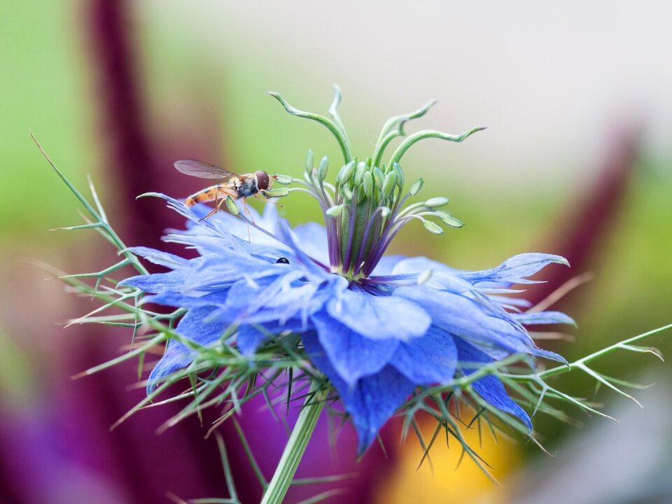 Macro flower insect