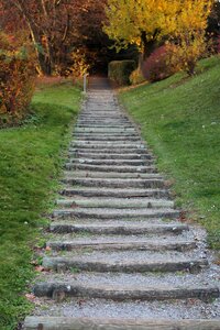 Staircase upward forest