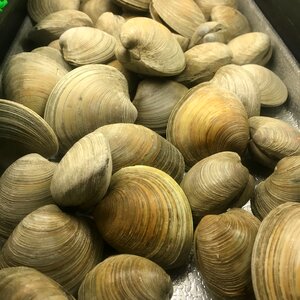 Food shellfish raw photo