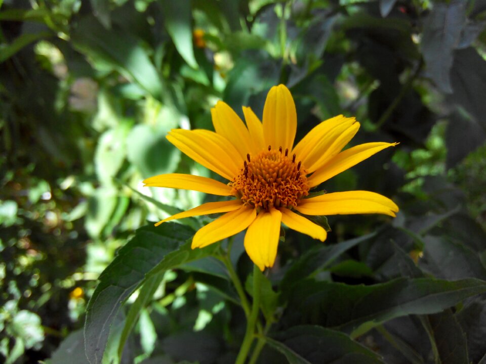 A yellow flower macro spring