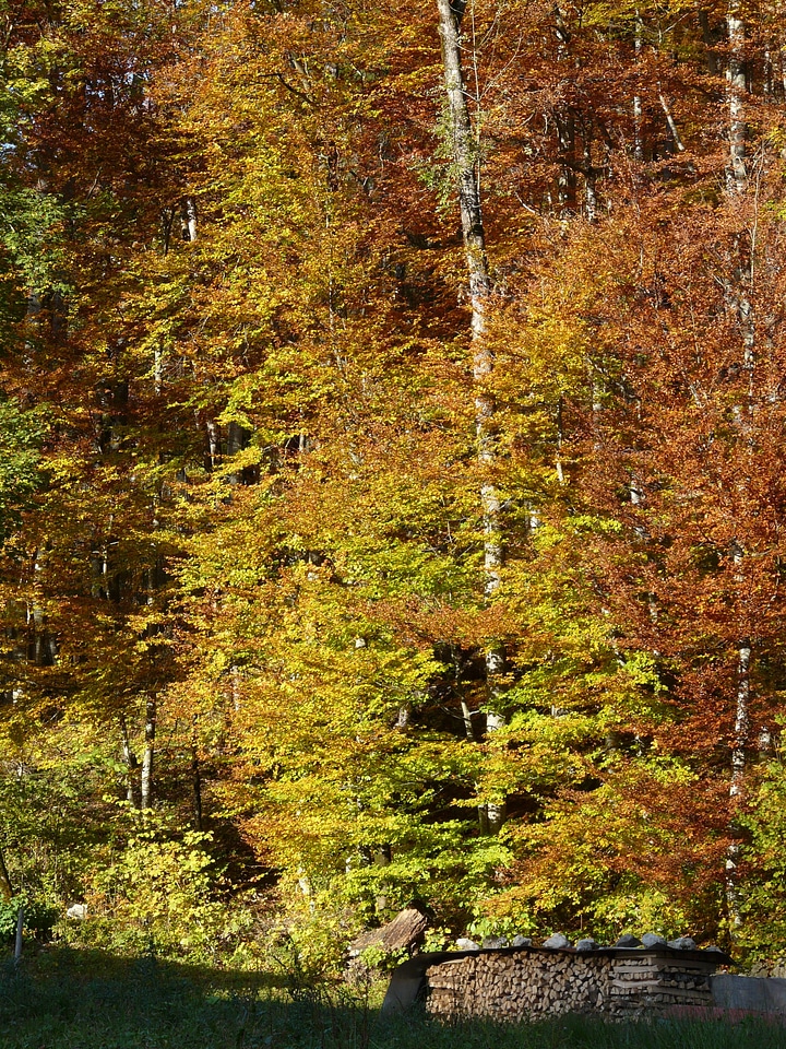 Forest autumn colours holzstapel
