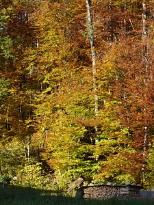 Forest autumn colours holzstapel