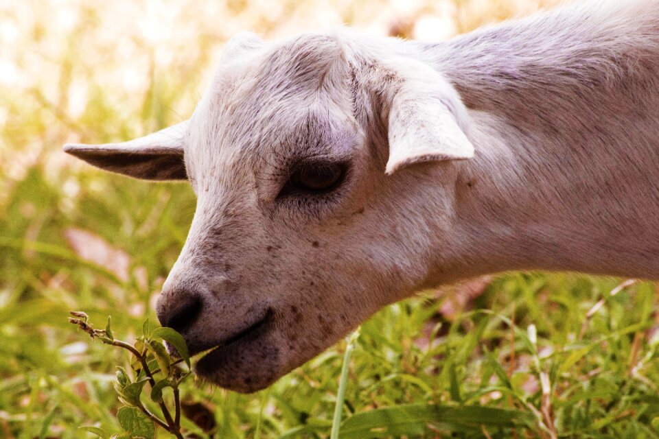 Animal white farm
