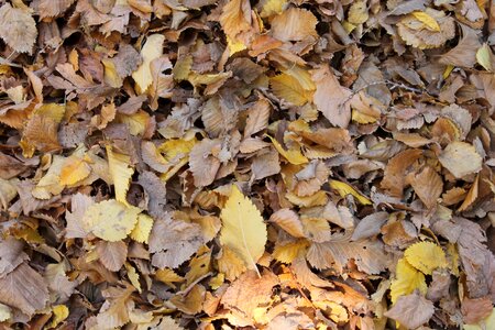Fall background autumn leaf photo