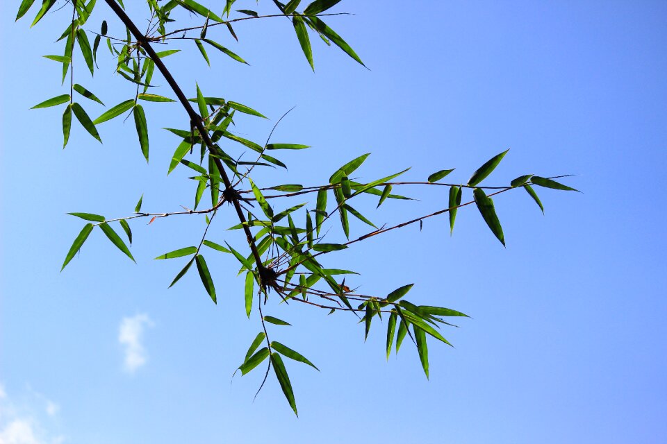 Sky environmental forest