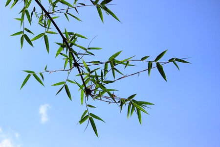 Sky environmental forest
