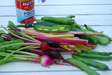 Beans garden summer