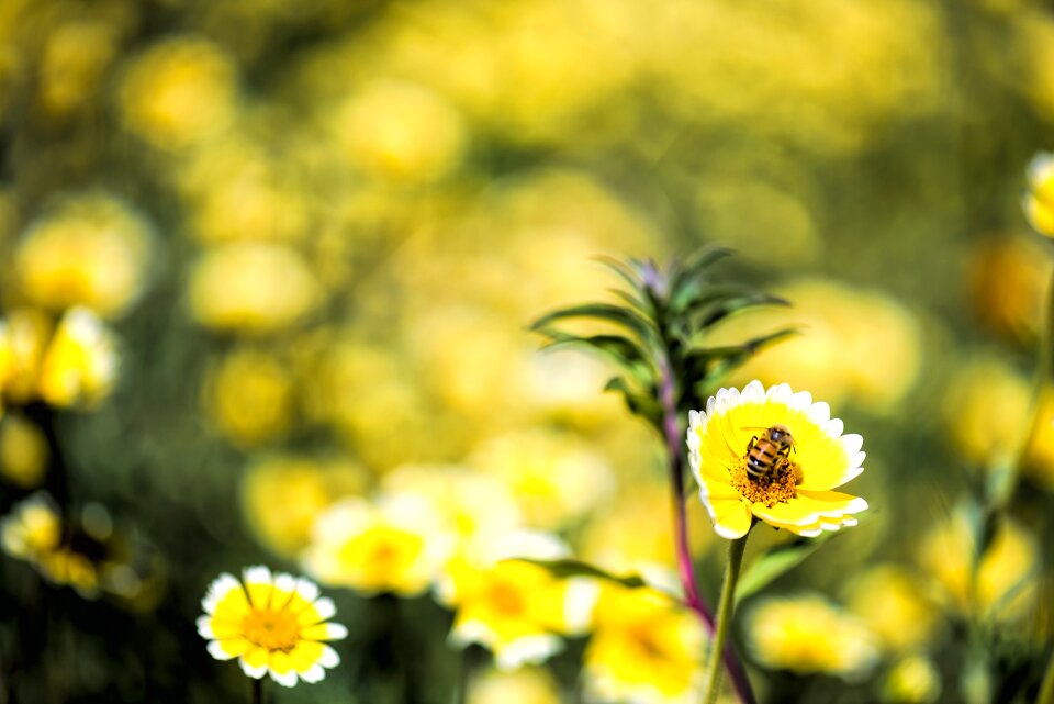 Floral garden season