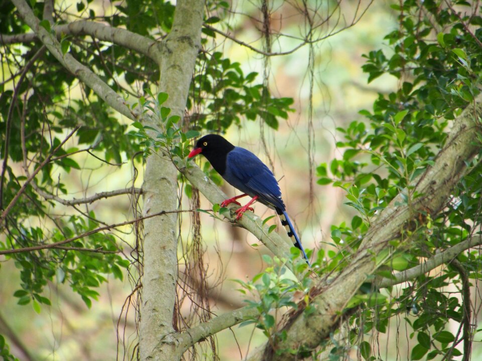 Blue magpie south park bird
